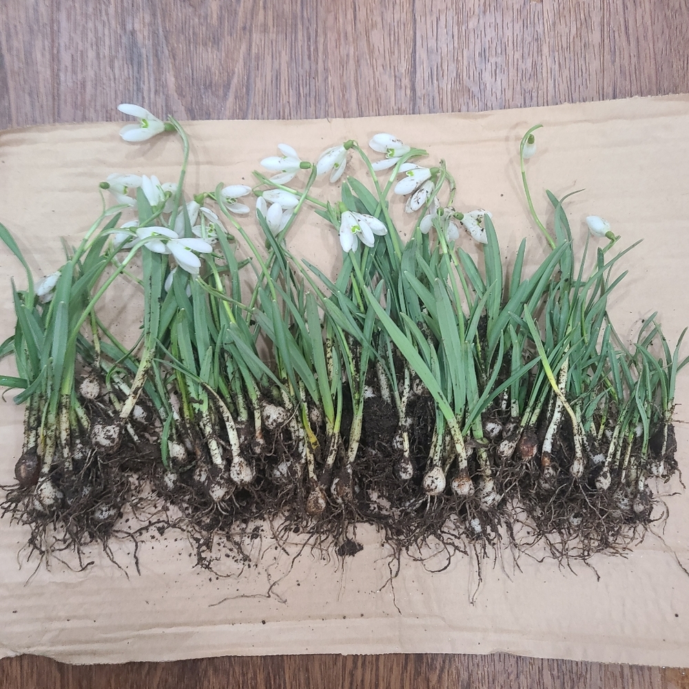 SNOW DROP BULBS/ 60 bulbs for $25 - Picture 5 of 6